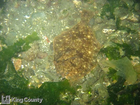 Photo of Rock Sole - Pleuronectes bilineatus